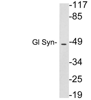 Gl Syn rabbit pAb