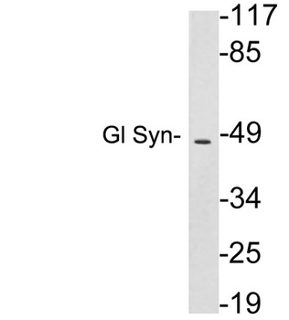 Gl Syn antibody