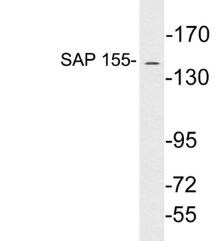 SAP 155 antibody