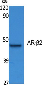 AR-β2 rabbit pAb