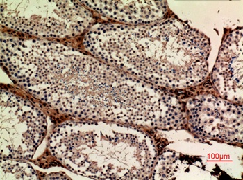 APLP-1 rabbit pAb