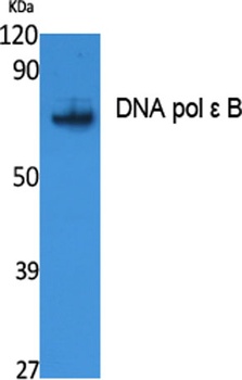 DNA pol ε B rabbit pAb