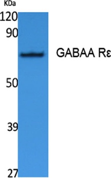 GABAA Rε rabbit pAb