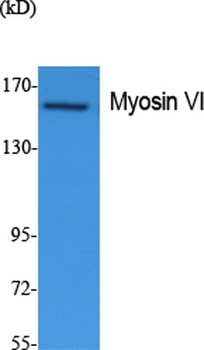 Myosin VI rabbit pAb