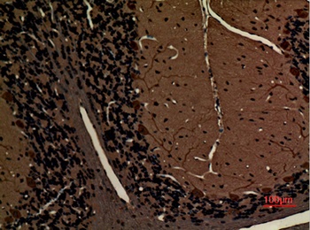 Myosin VI rabbit pAb