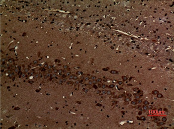 Myosin VI rabbit pAb