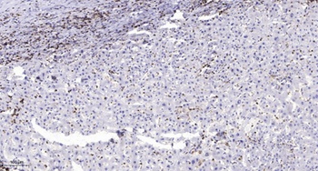 MPP10 rabbit pAb