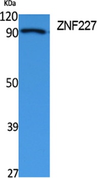 ZNF227 rabbit pAb Antibody