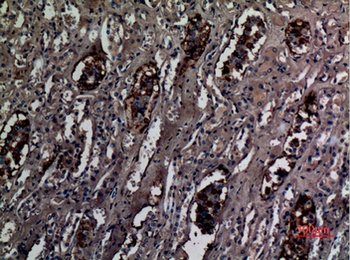 RhCG rabbit pAb