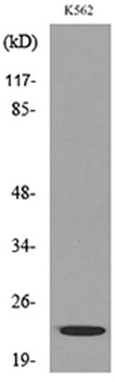 LIF antibody