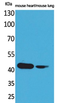 Actin-α cardiac muscle rabbit pAb