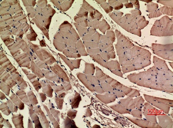 Actin-α cardiac muscle rabbit pAb