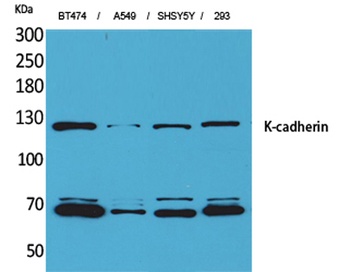 K-cadherin rabbit pAb
