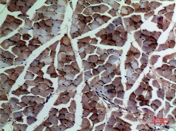 α-SMA rabbit pAb