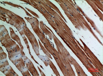 α-SMA rabbit pAb