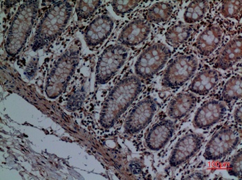 Cathepsin L rabbit pAb