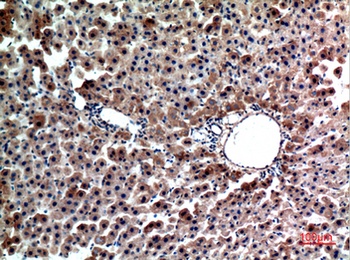 Hepassocin rabbit pAb