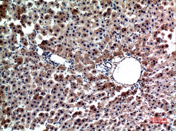 Hepassocin antibody