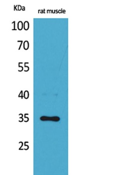 CA IV rabbit pAb Antibody