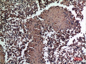 HSPBAP1 antibody