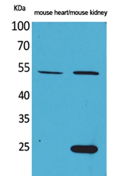 Sg III antibody