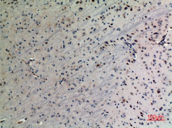Cyclophilin D rabbit pAb