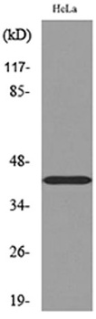 Cyclophilin D rabbit pAb