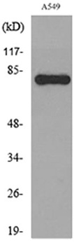 PKC γ rabbit pAb