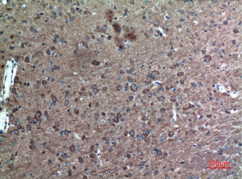 FAF1 antibody