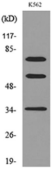 FAF1 rabbit pAb