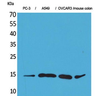 Eotaxin-3 antibody