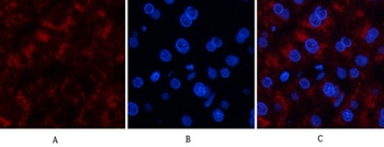 Catalase rabbit pAb