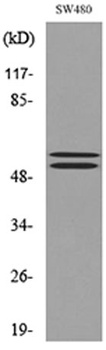 c-FLIP antibody