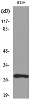 BRMS-1 antibody