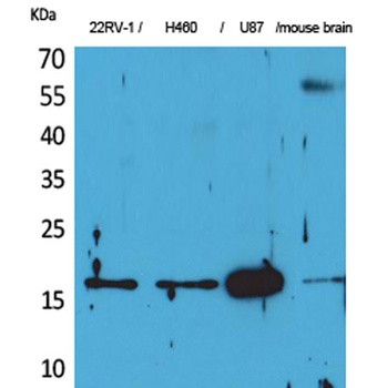 Apelin antibody