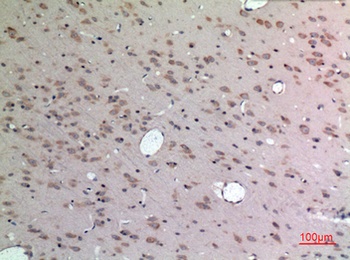 Apelin antibody