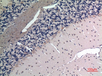 Apelin rabbit pAb