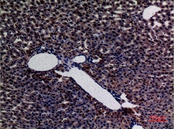 Amylase antibody