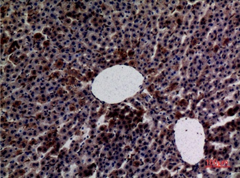 Amylase rabbit pAb