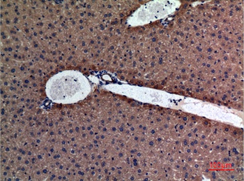 Amylase rabbit pAb