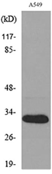 TALL-1 rabbit pAb