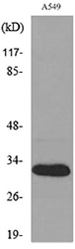 TALL-1 antibody