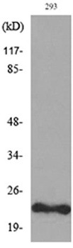 FGF-6 rabbit pAb
