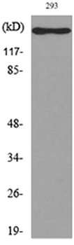 IL16 antibody