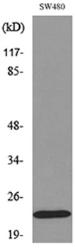 FGF-20 antibody