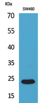 FGF-9 rabbit pAb Antibody