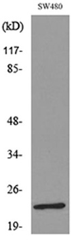 FGF-9 antibody