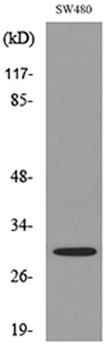 FGF-18 antibody