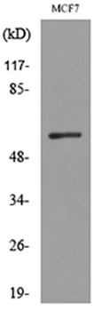 ALK-1 antibody