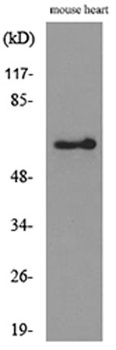 Angptl1/2 antibody